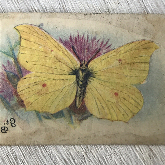 Players Cigarette Card TRANSFER Butterflies No 3 Brimstone British Vintage 1930s