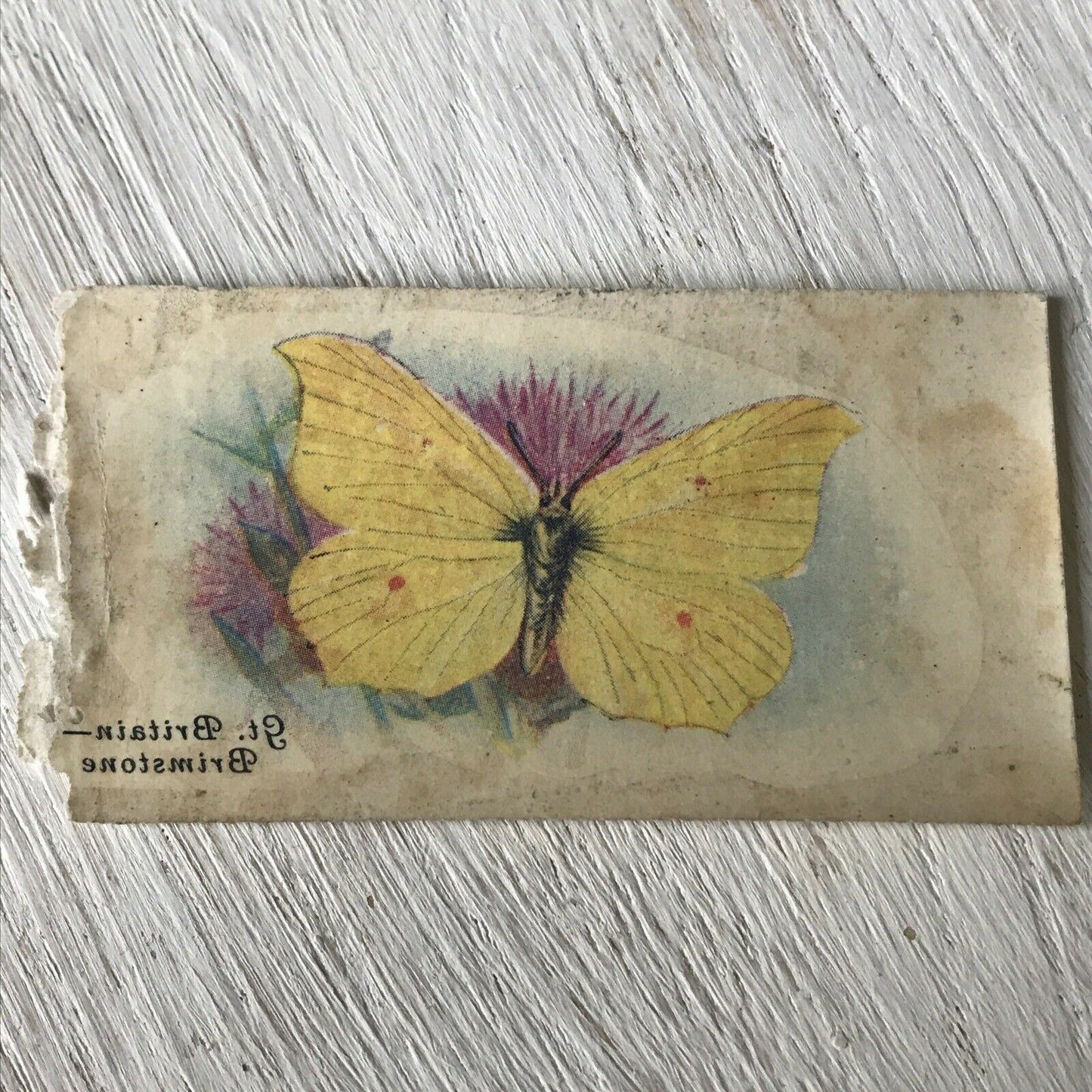 Players Cigarette Card TRANSFER Butterflies No 3 Brimstone British Vintage 1930s