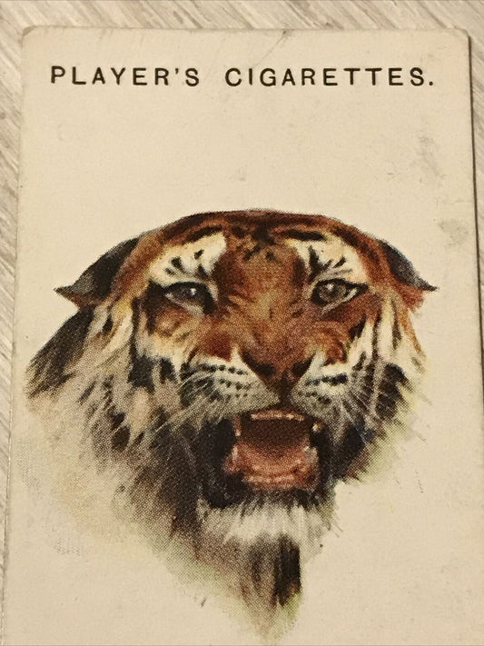 Players Cigarettes Card Wild Animals Heads 46 Tiger Arthur Wardle Vintage