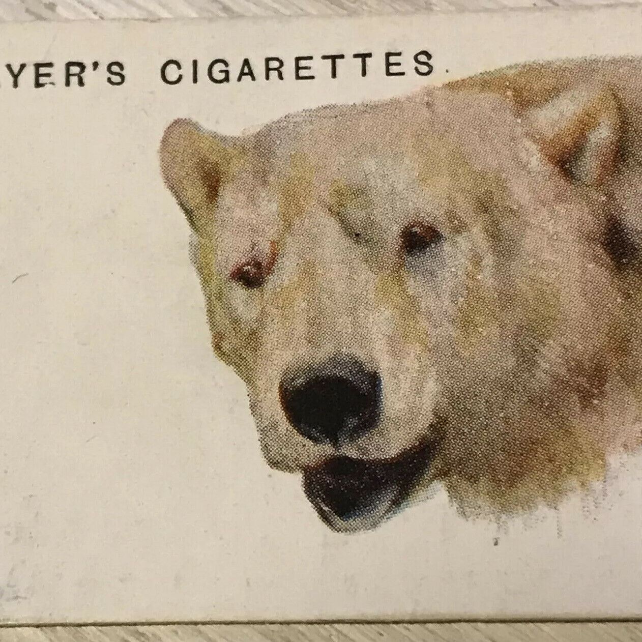 Players Cigarettes Card Wild Animals Heads 5 Polar Bear Arthur Wardle Vintage