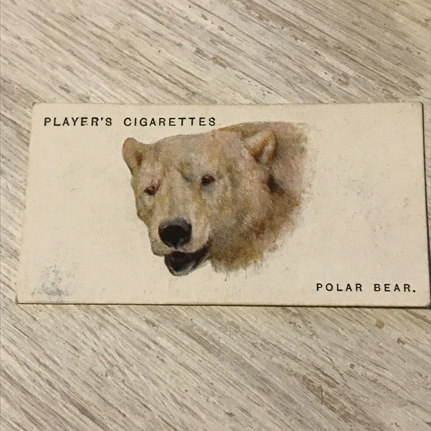 Players Cigarettes Card Wild Animals Heads 5 Polar Bear Arthur Wardle Vintage