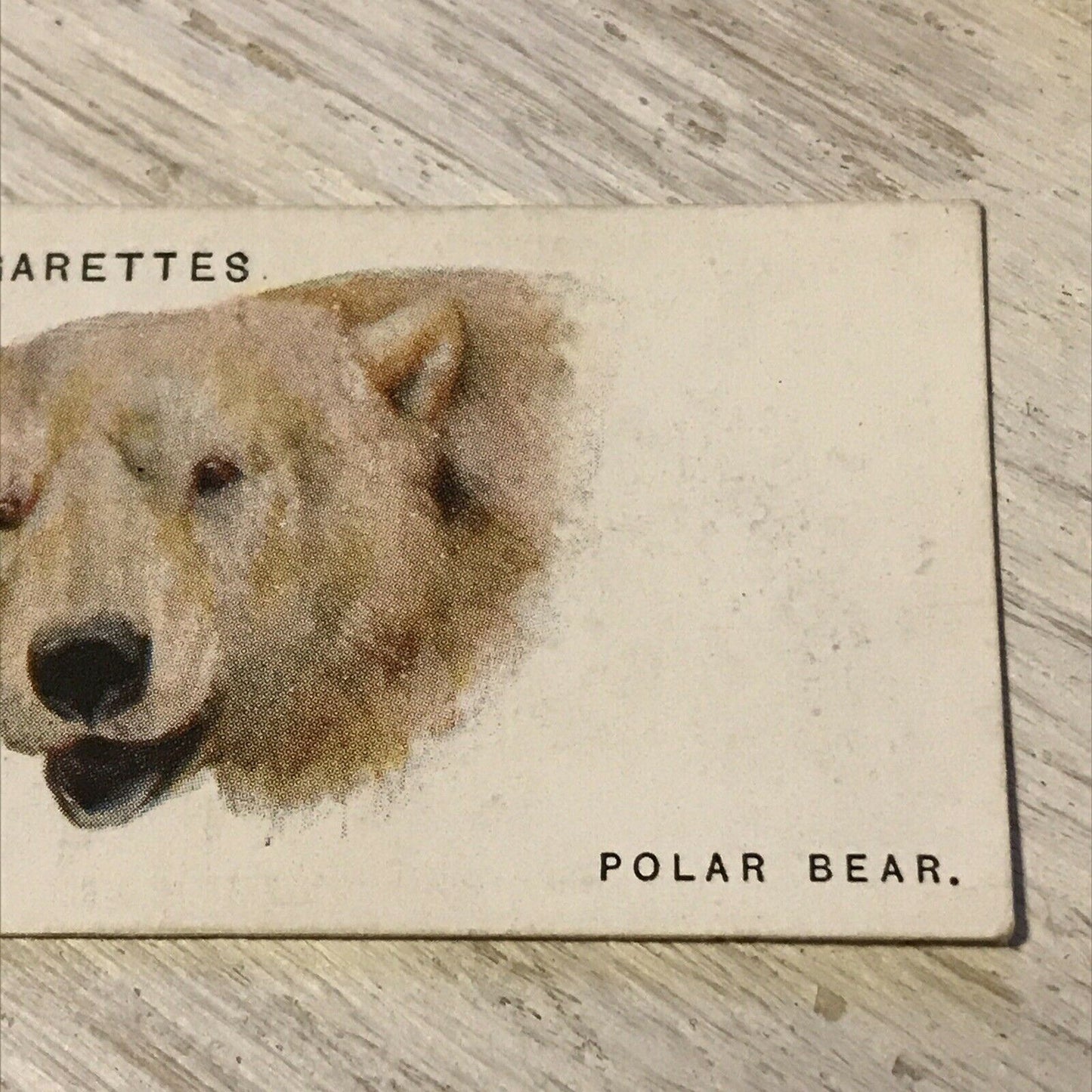 Players Cigarettes Card Wild Animals Heads 5 Polar Bear Arthur Wardle Vintage