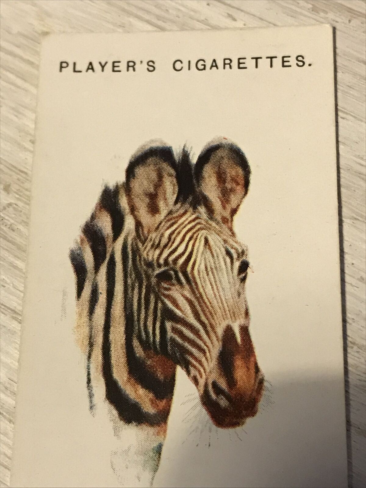 Players Cigarettes Card Wild Animals Heads 50 Grevys Zebra Arthur Wardle Vintage