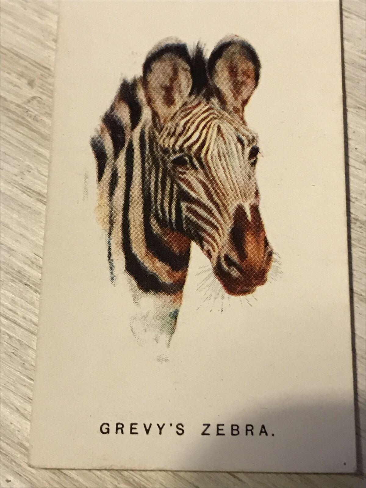 Players Cigarettes Card Wild Animals Heads 50 Grevys Zebra Arthur Wardle Vintage