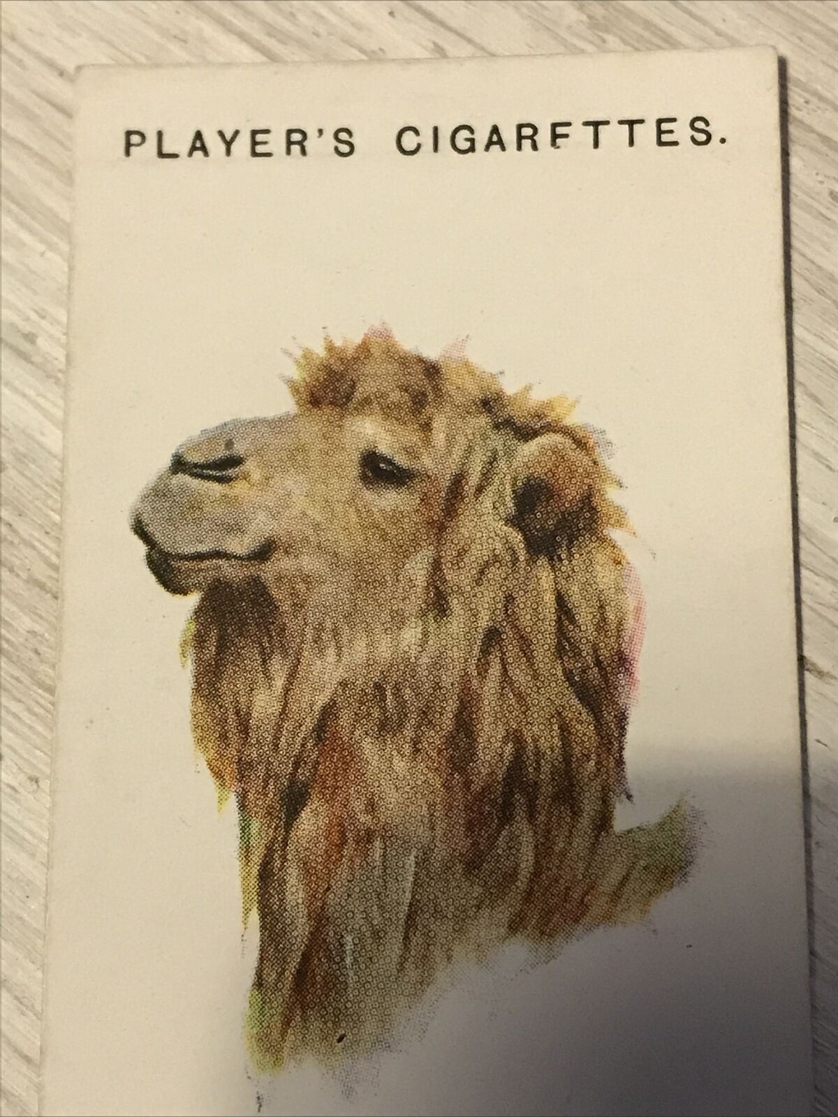 Players Cigarettes Card Wild Animals Heads 11 Bactrian Camel Arthur Wardle