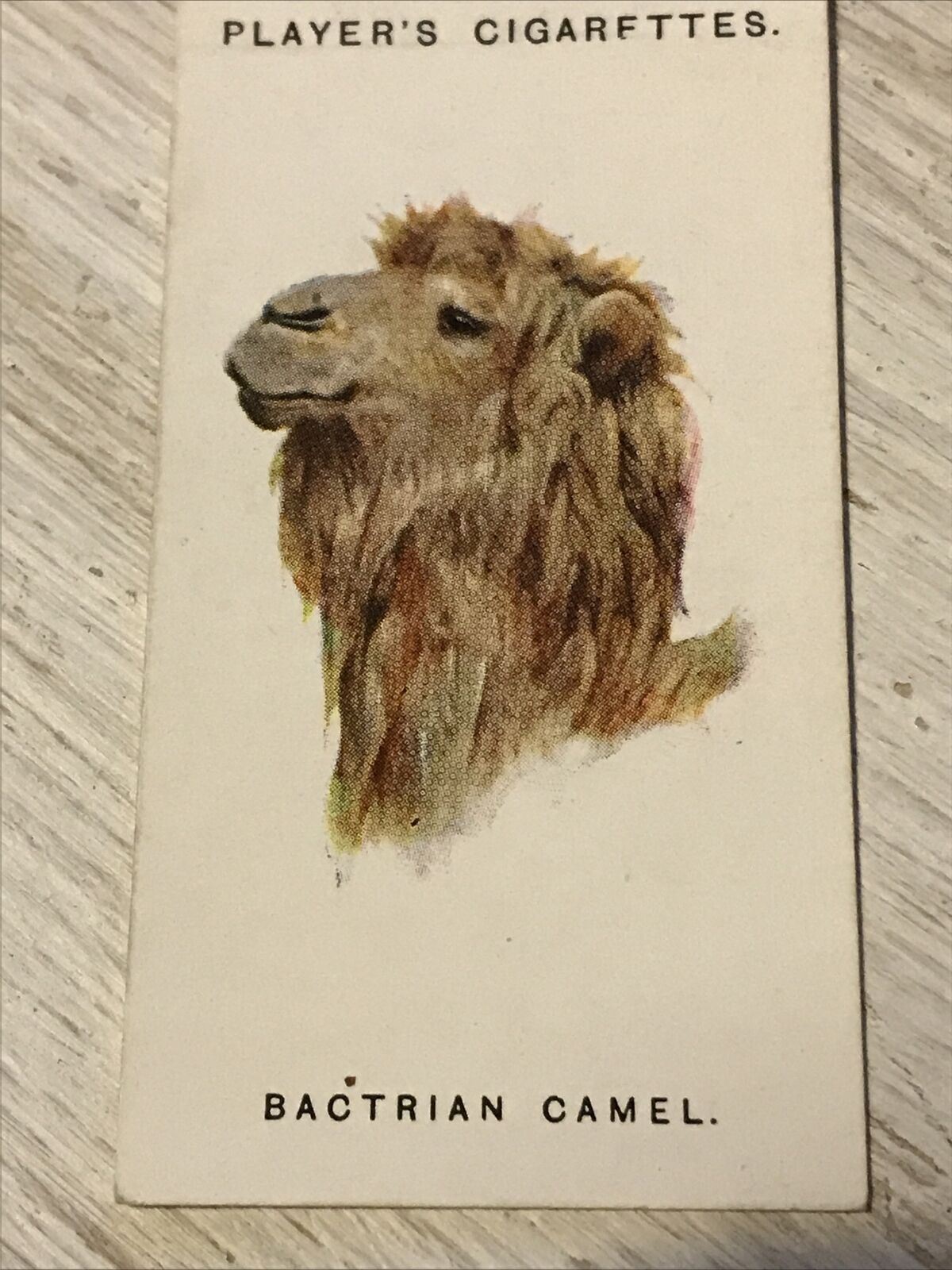 Players Cigarettes Card Wild Animals Heads 11 Bactrian Camel Arthur Wardle