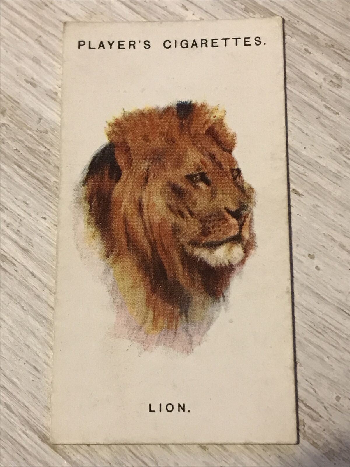 Players Cigarettes Card Wild Animals Heads 35 Lion Arthur Wardle