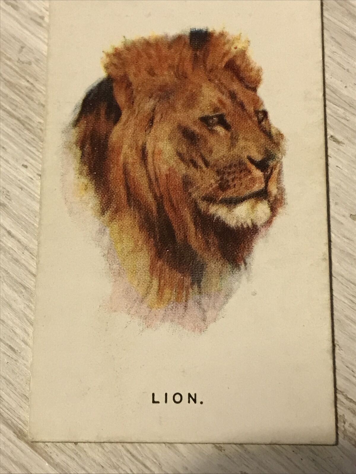 Players Cigarettes Card Wild Animals Heads 35 Lion Arthur Wardle