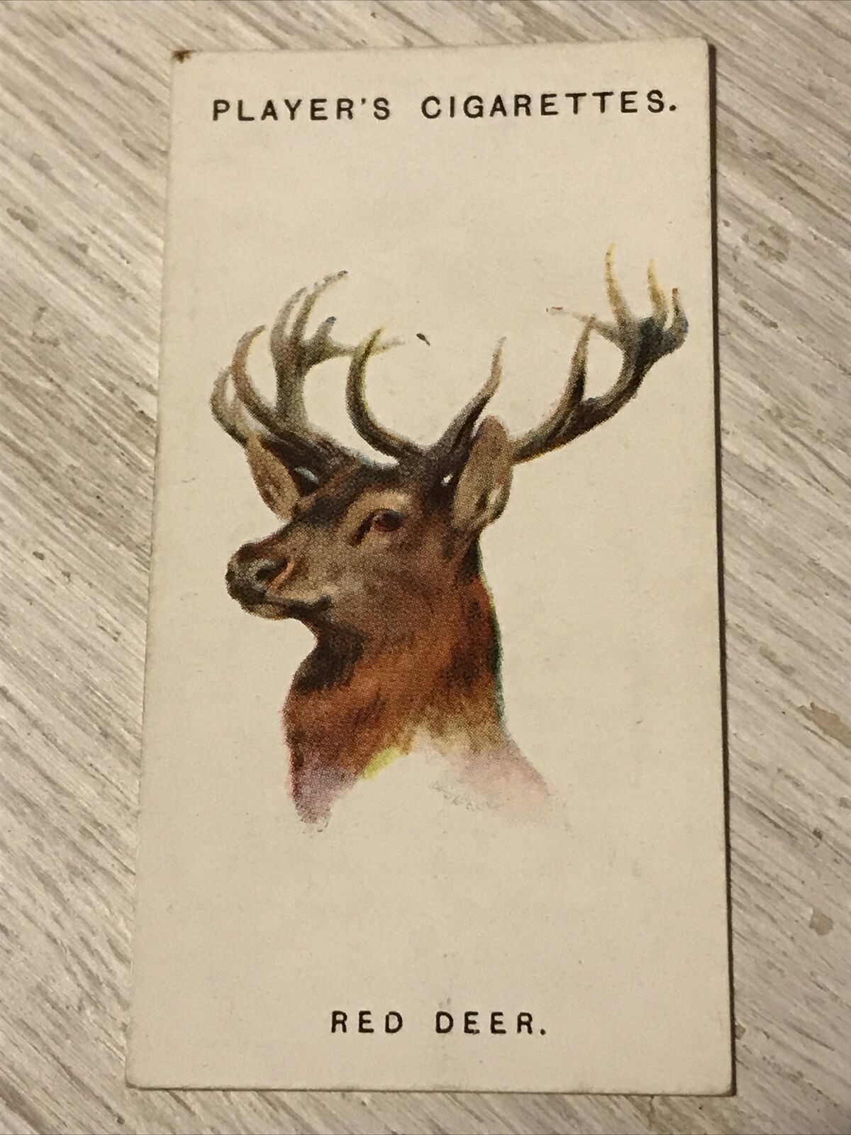 Players Cigarettes Card Wild Animals Heads 17 Red Deer Arthur Wardle