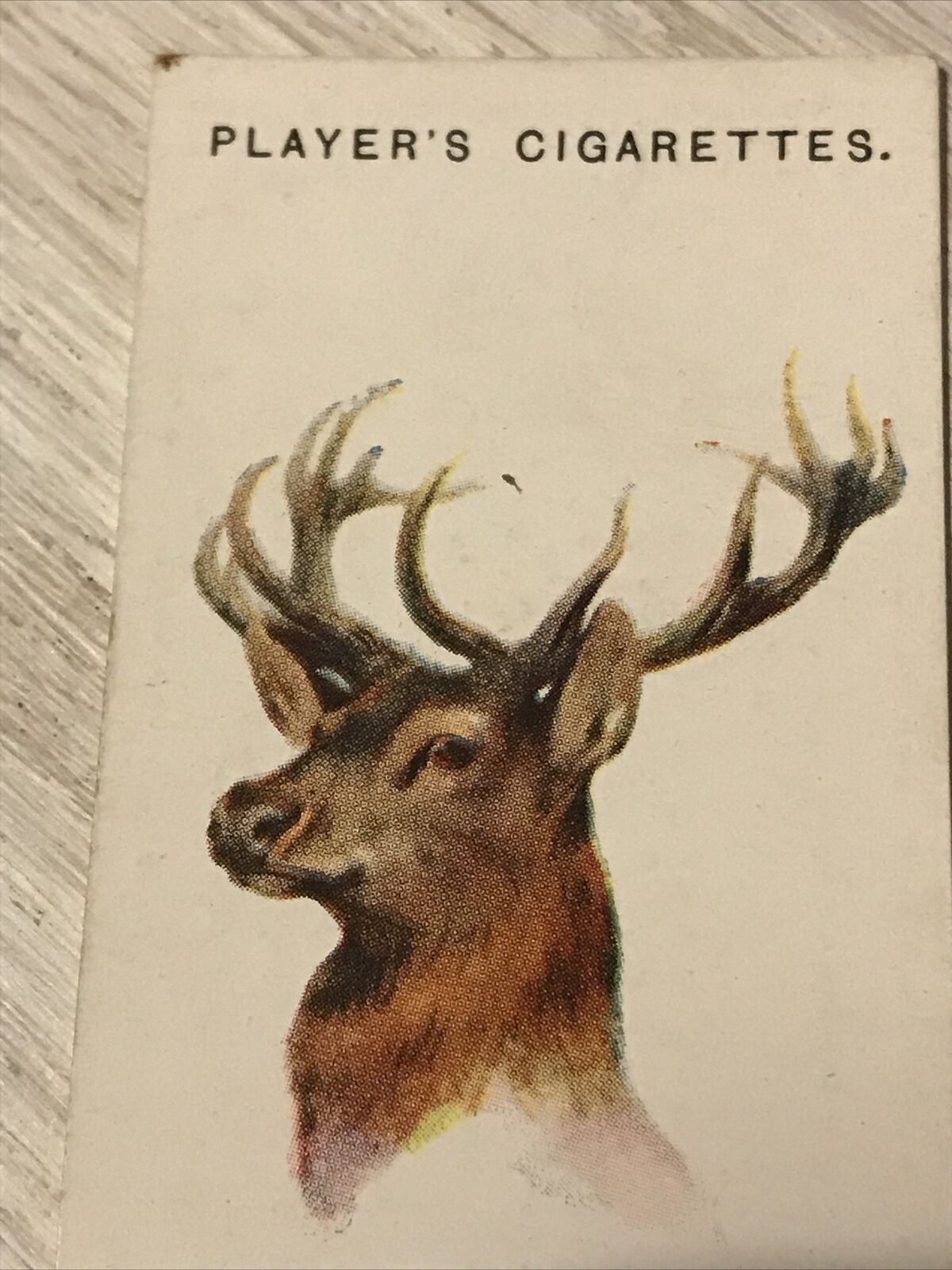 Players Cigarettes Card Wild Animals Heads 17 Red Deer Arthur Wardle