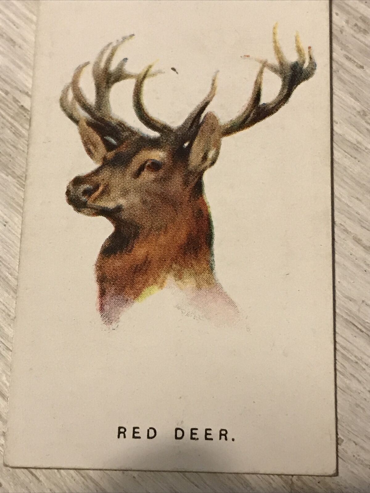 Players Cigarettes Card Wild Animals Heads 17 Red Deer Arthur Wardle