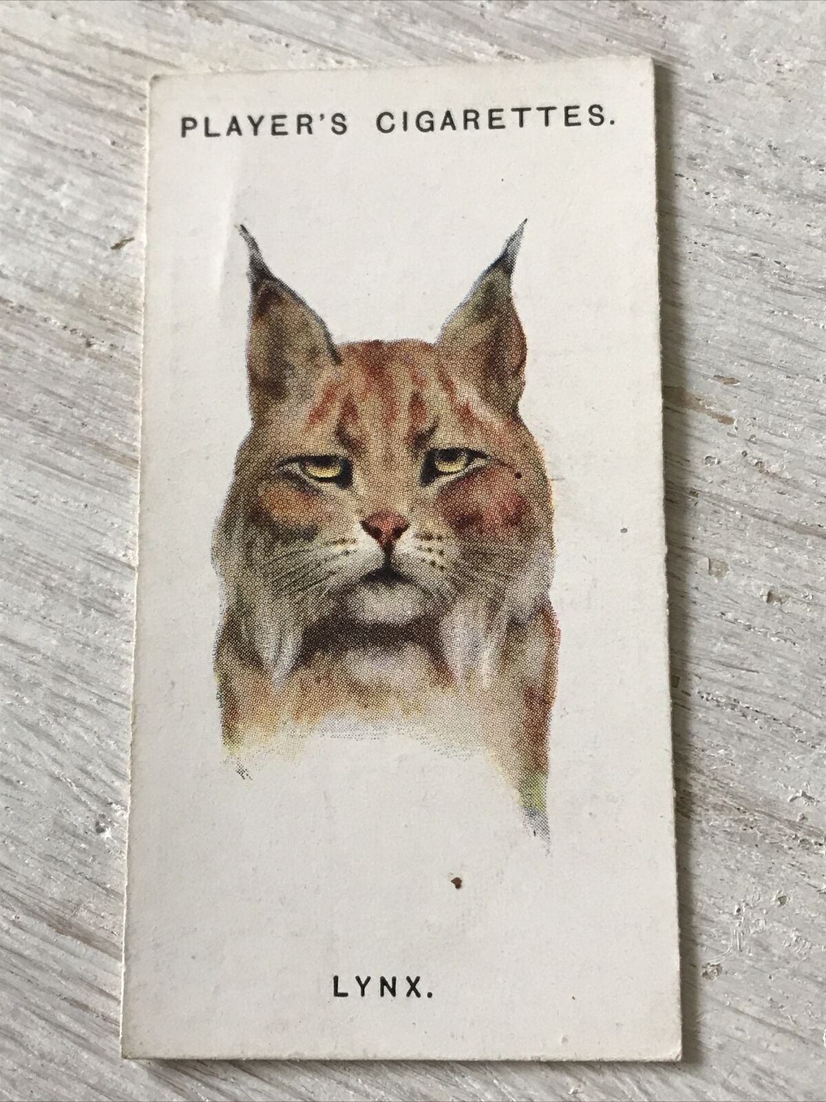 Players Cigarettes Card Wild Animals Heads 36 The Lynx Arthur Wardle