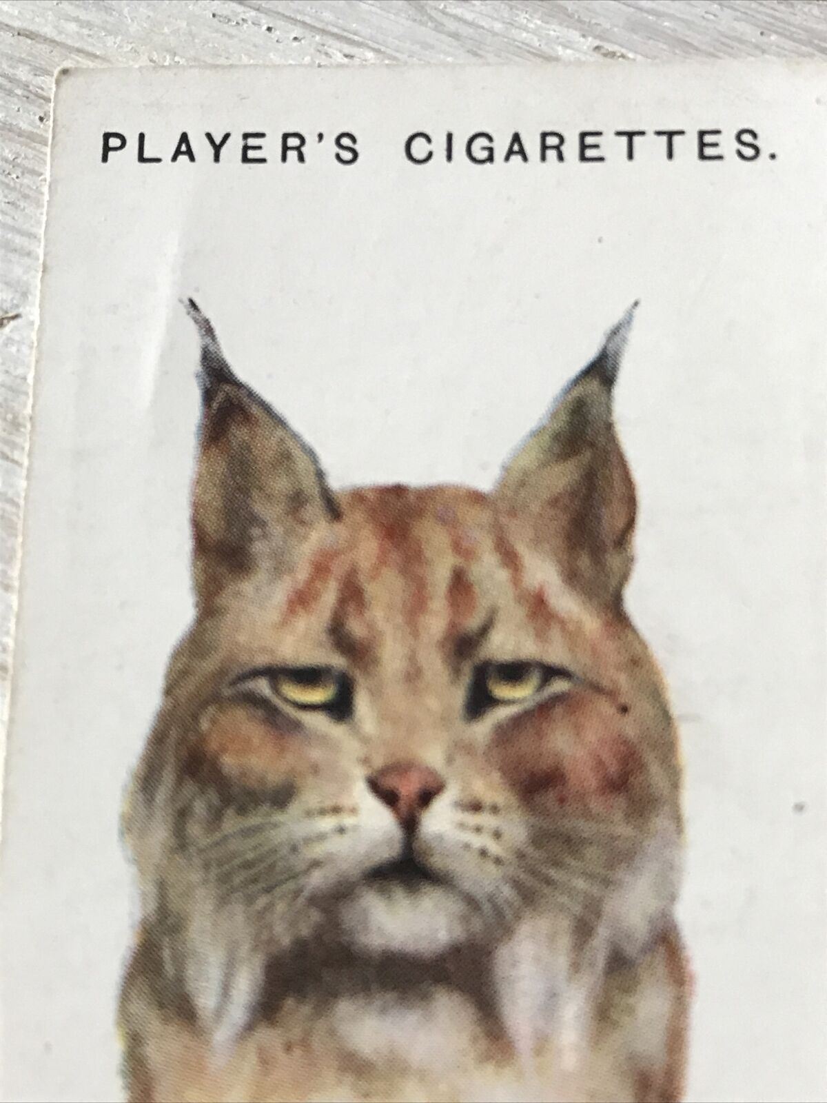 Players Cigarettes Card Wild Animals Heads 36 The Lynx Arthur Wardle