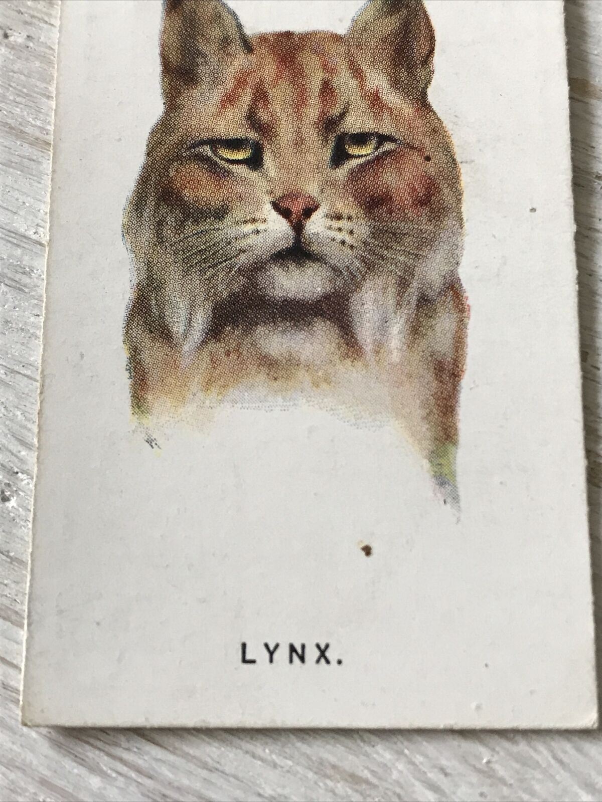 Players Cigarettes Card Wild Animals Heads 36 The Lynx Arthur Wardle