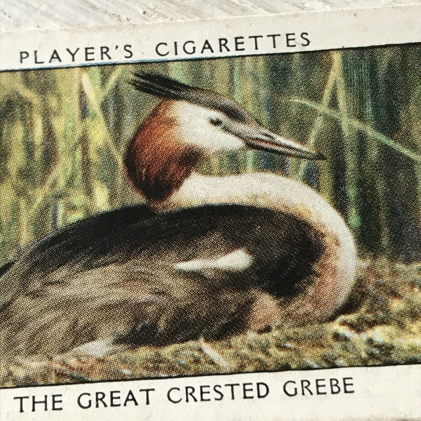 Players Cigarettes Card Wild Birds No.24 Great-crested Grebe Water Bird British