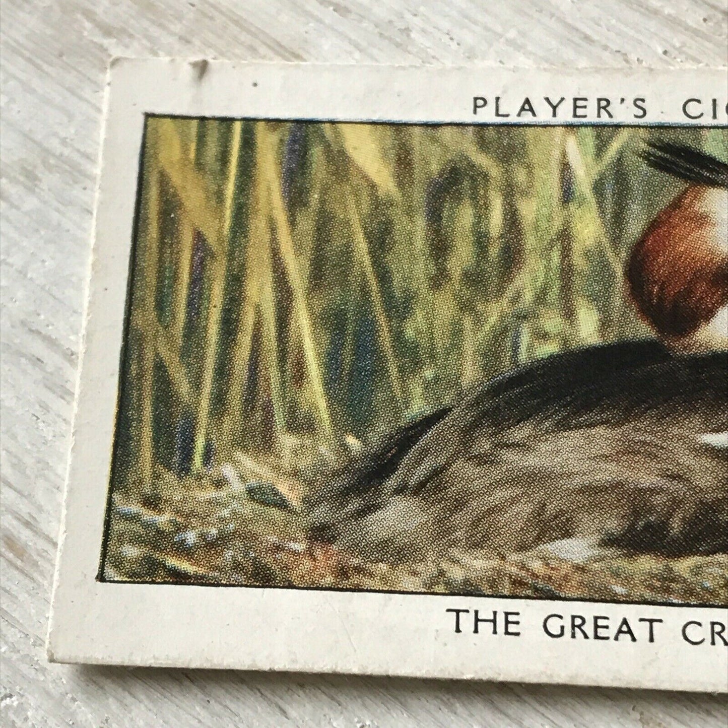 Players Cigarettes Card Wild Birds No.24 Great-crested Grebe Water Bird British