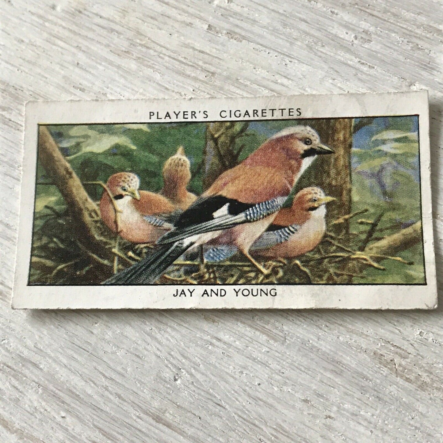 Players Cigarettes Card Wild Birds No.16 Jay & Young.