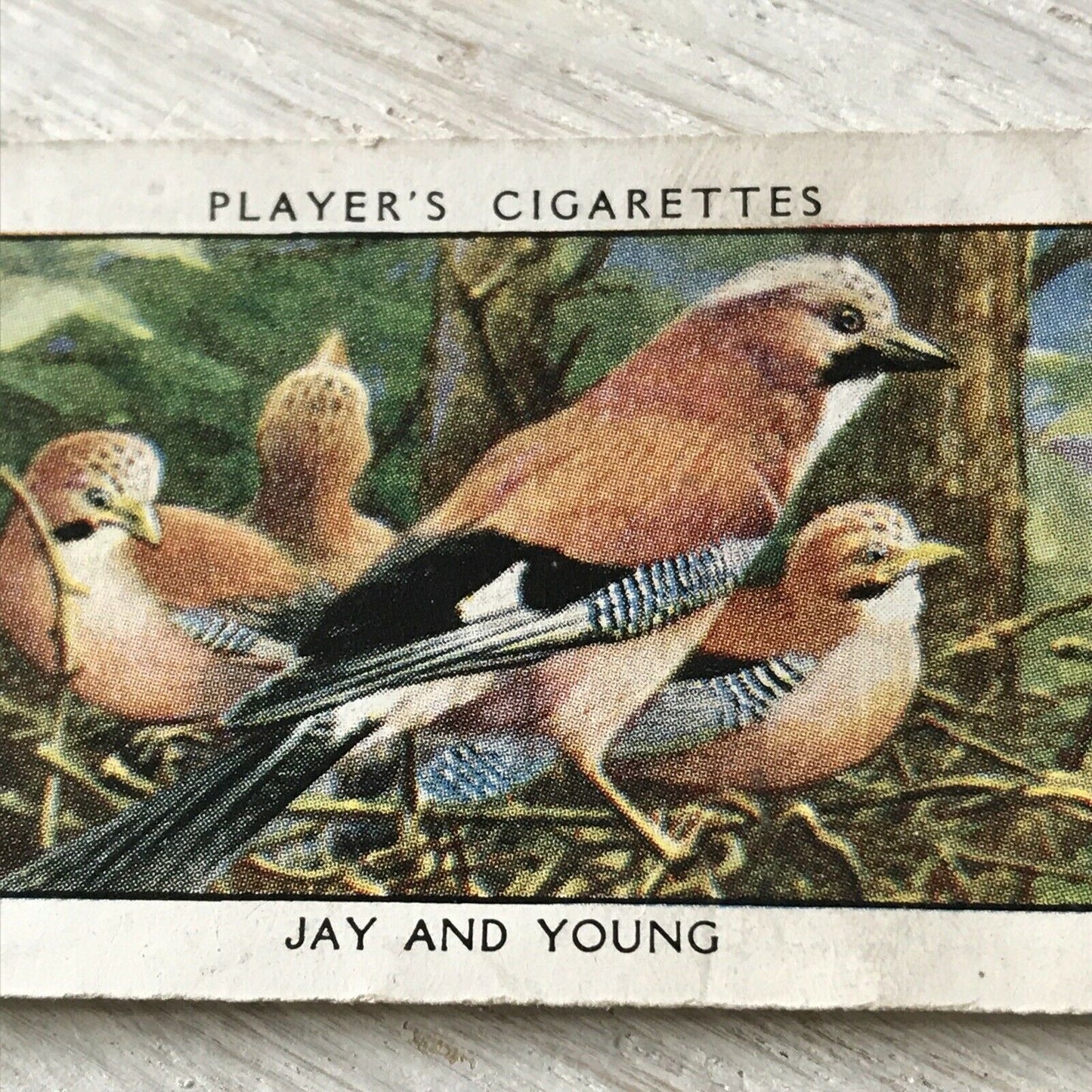 Players Cigarettes Card Wild Birds No.16 Jay & Young.