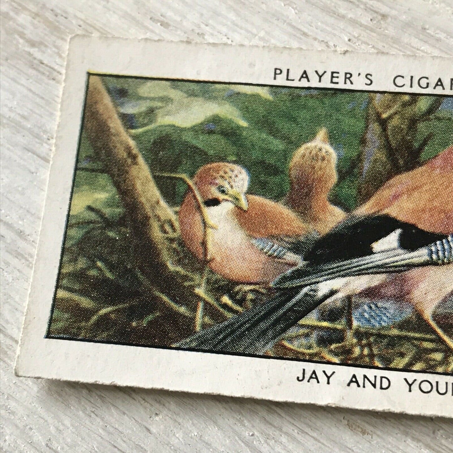 Players Cigarettes Card Wild Birds No.16 Jay & Young.