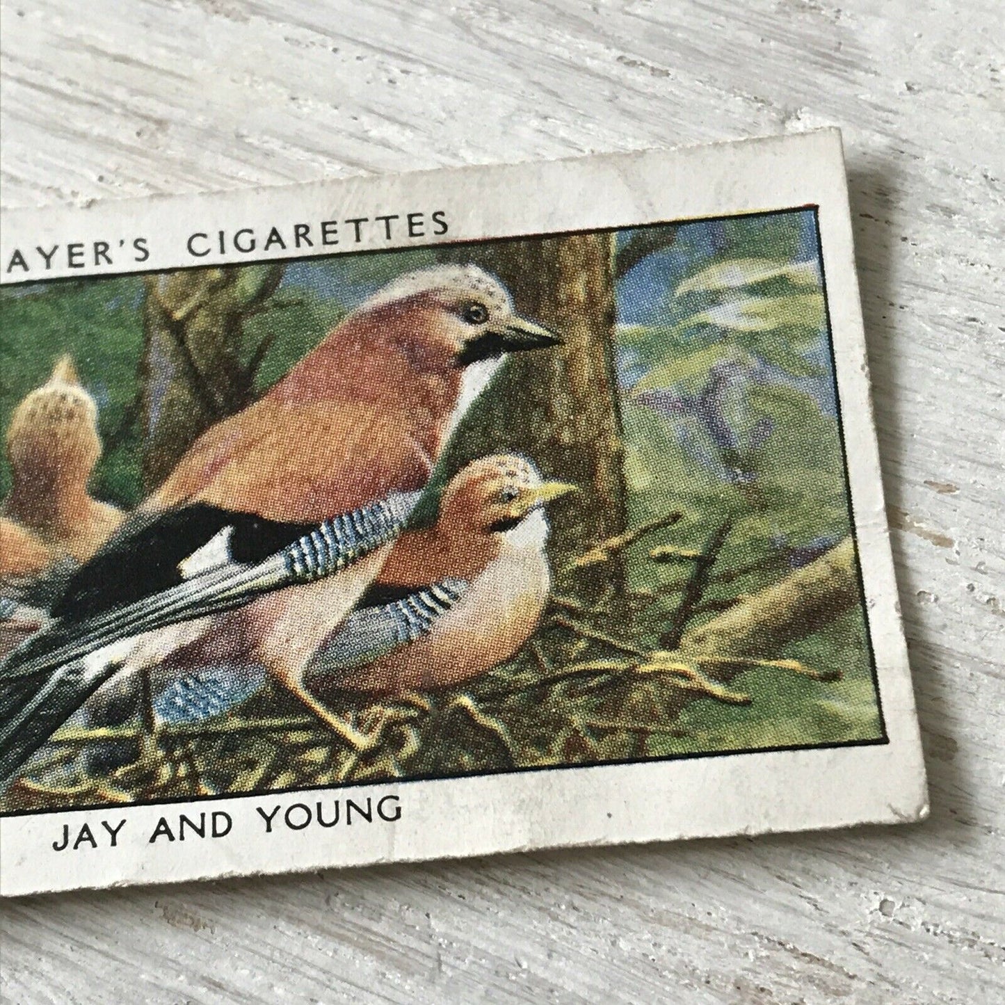 Players Cigarettes Card Wild Birds No.16 Jay & Young.