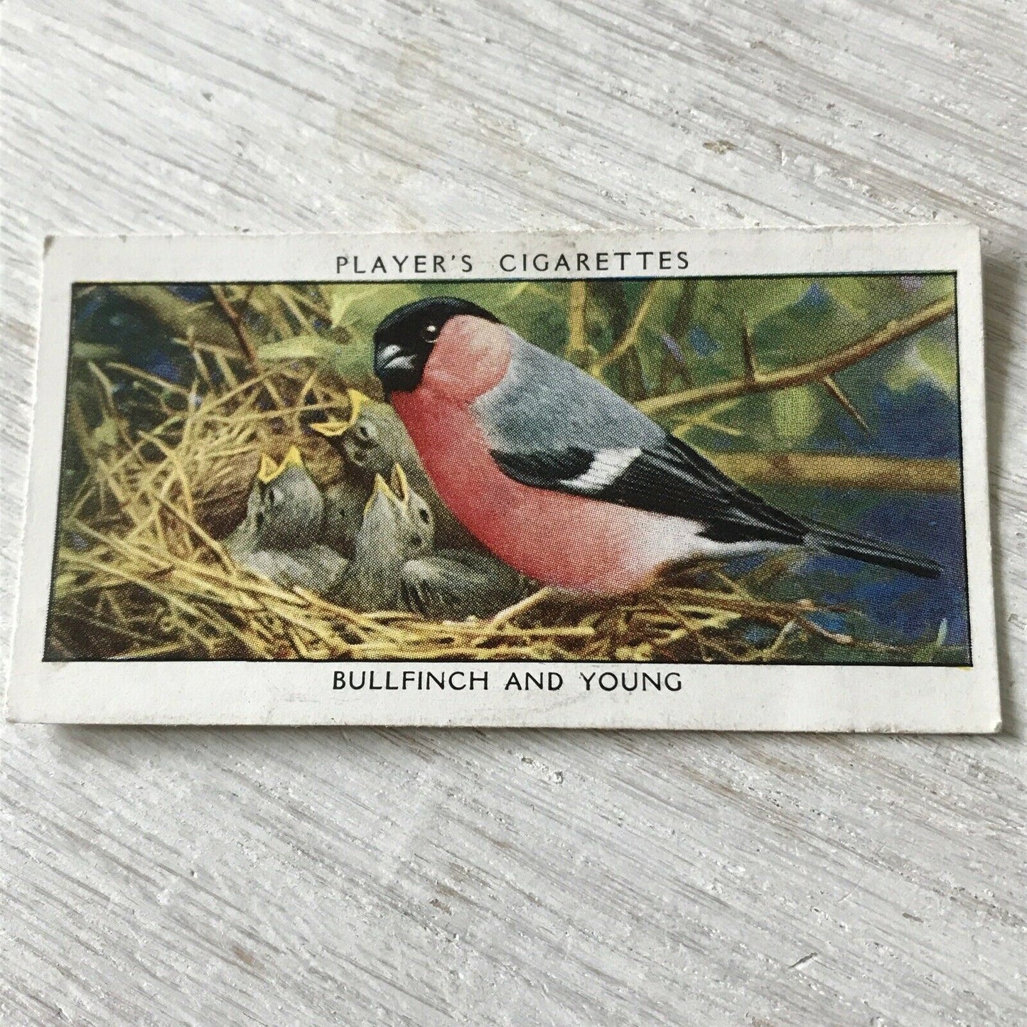 Players Cigarettes Card Wild Birds No.2 Bullfinch & Young. Colourful Bird.