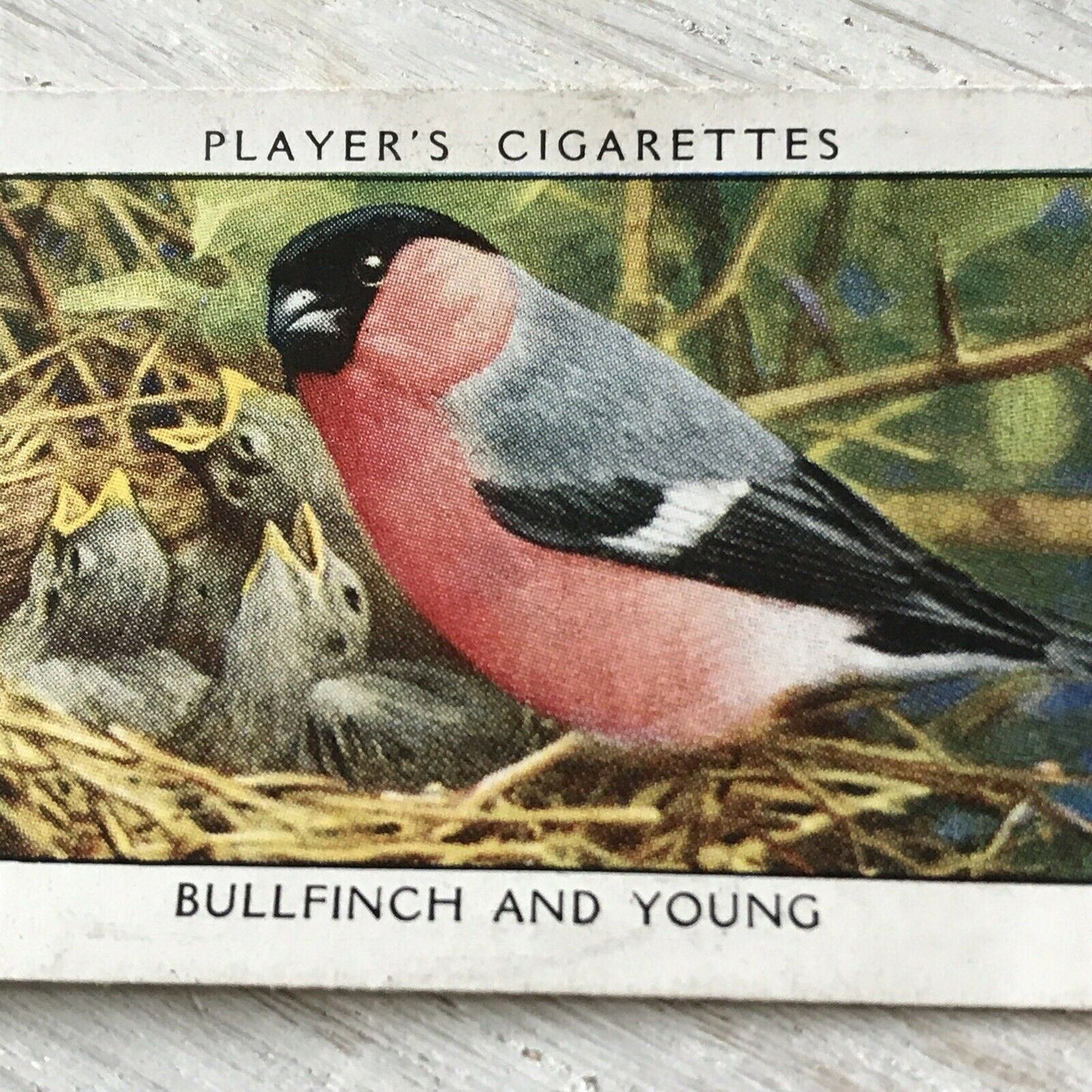 Players Cigarettes Card Wild Birds No.2 Bullfinch & Young. Colourful Bird.