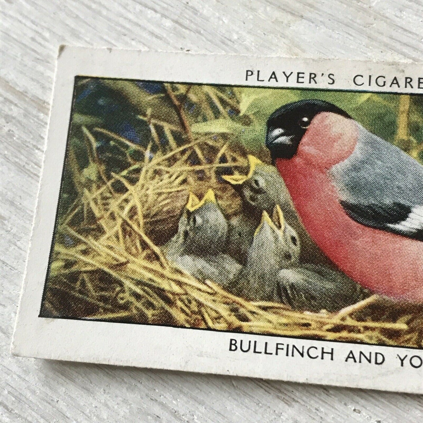 Players Cigarettes Card Wild Birds No.2 Bullfinch & Young. Colourful Bird.