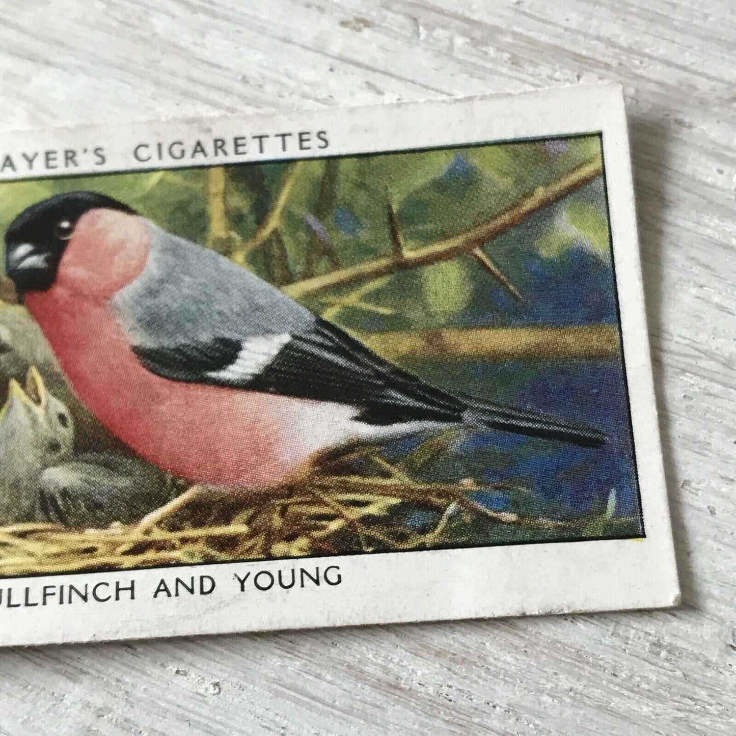 Players Cigarettes Card Wild Birds No.2 Bullfinch & Young. Colourful Bird.