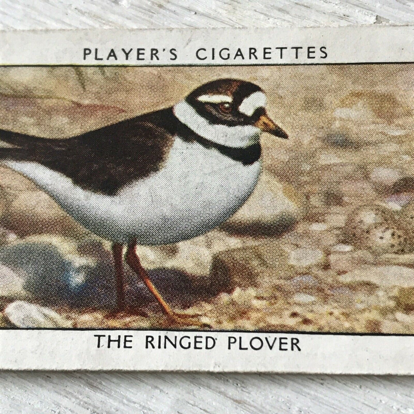 Players Cigarettes Card Wild Birds No.29 Ringed Plover. Coastal Bird.