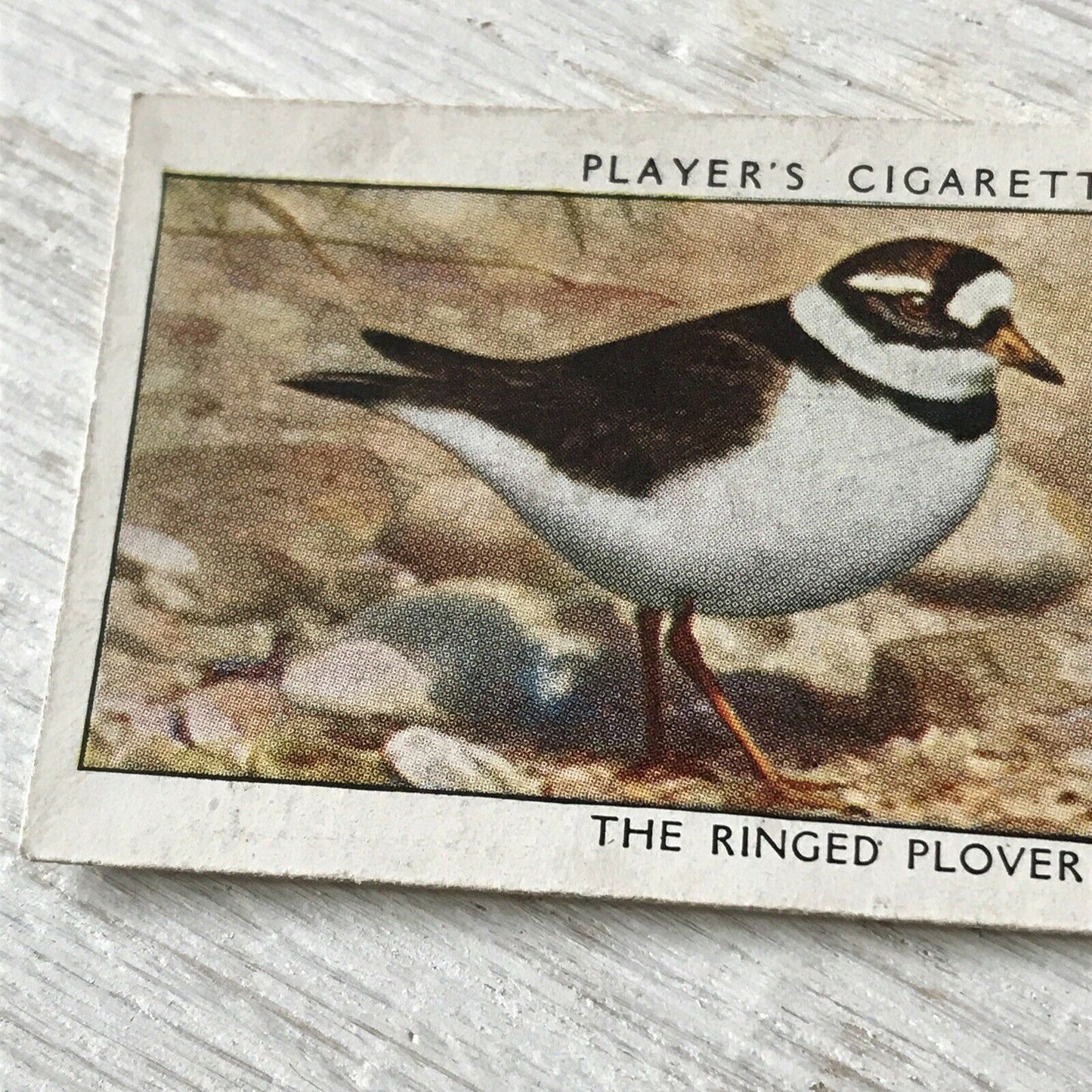 Players Cigarettes Card Wild Birds No.29 Ringed Plover. Coastal Bird.