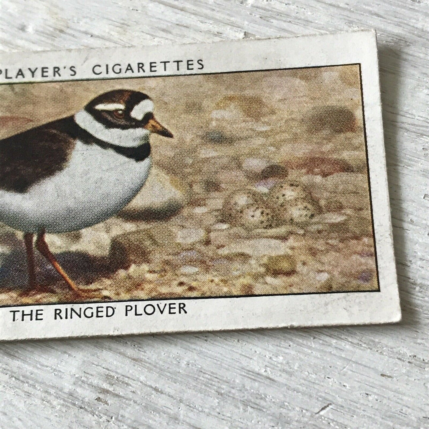 Players Cigarettes Card Wild Birds No.29 Ringed Plover. Coastal Bird.