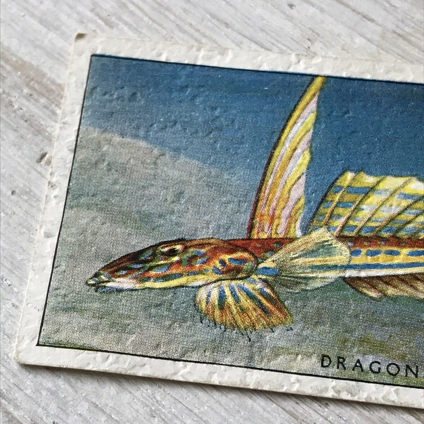 Players Cigarettes Card Sea Fishes 35 Dragonet. Fish. Vintage Card