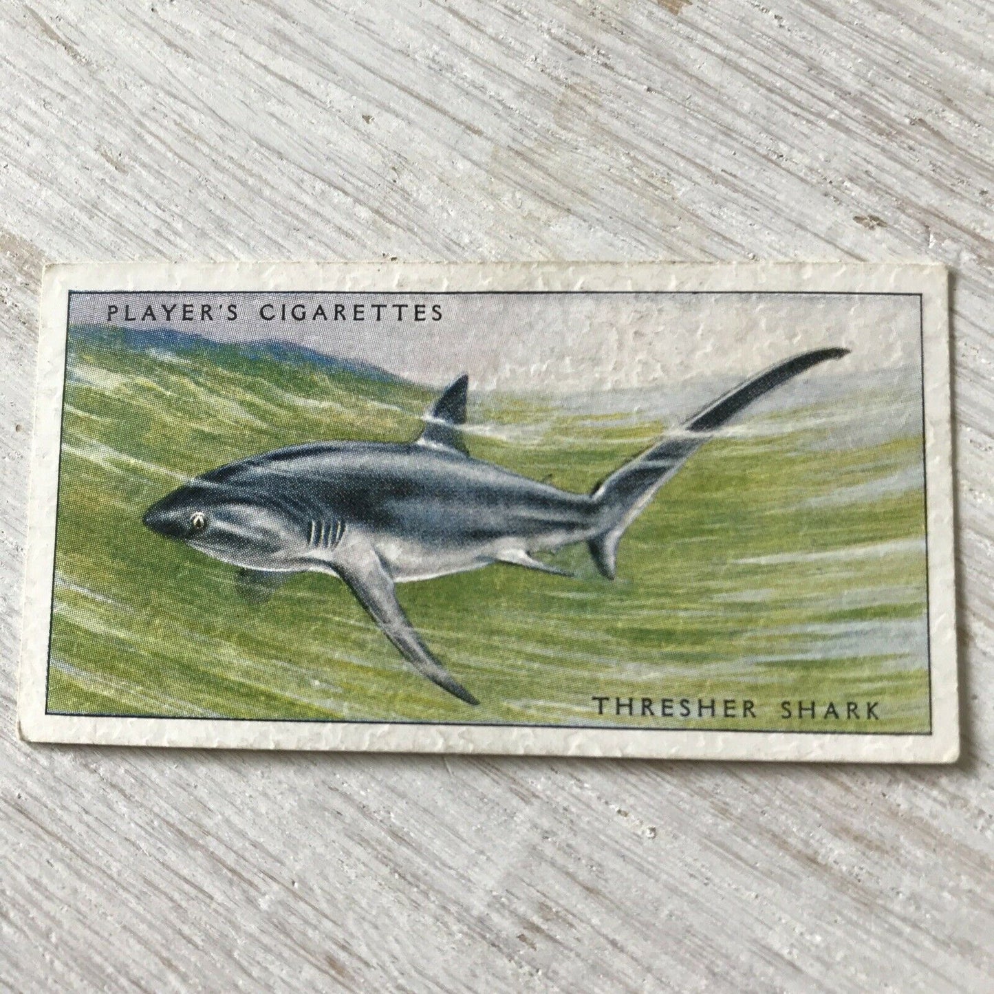 Players Cigarettes Card Sea Fishes 3 Thresher Shark Fox Shark Vintage