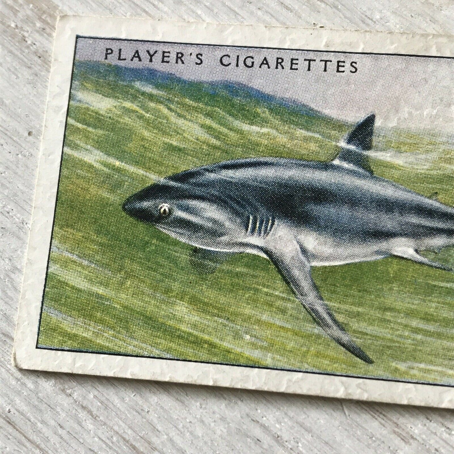 Players Cigarettes Card Sea Fishes 3 Thresher Shark Fox Shark Vintage