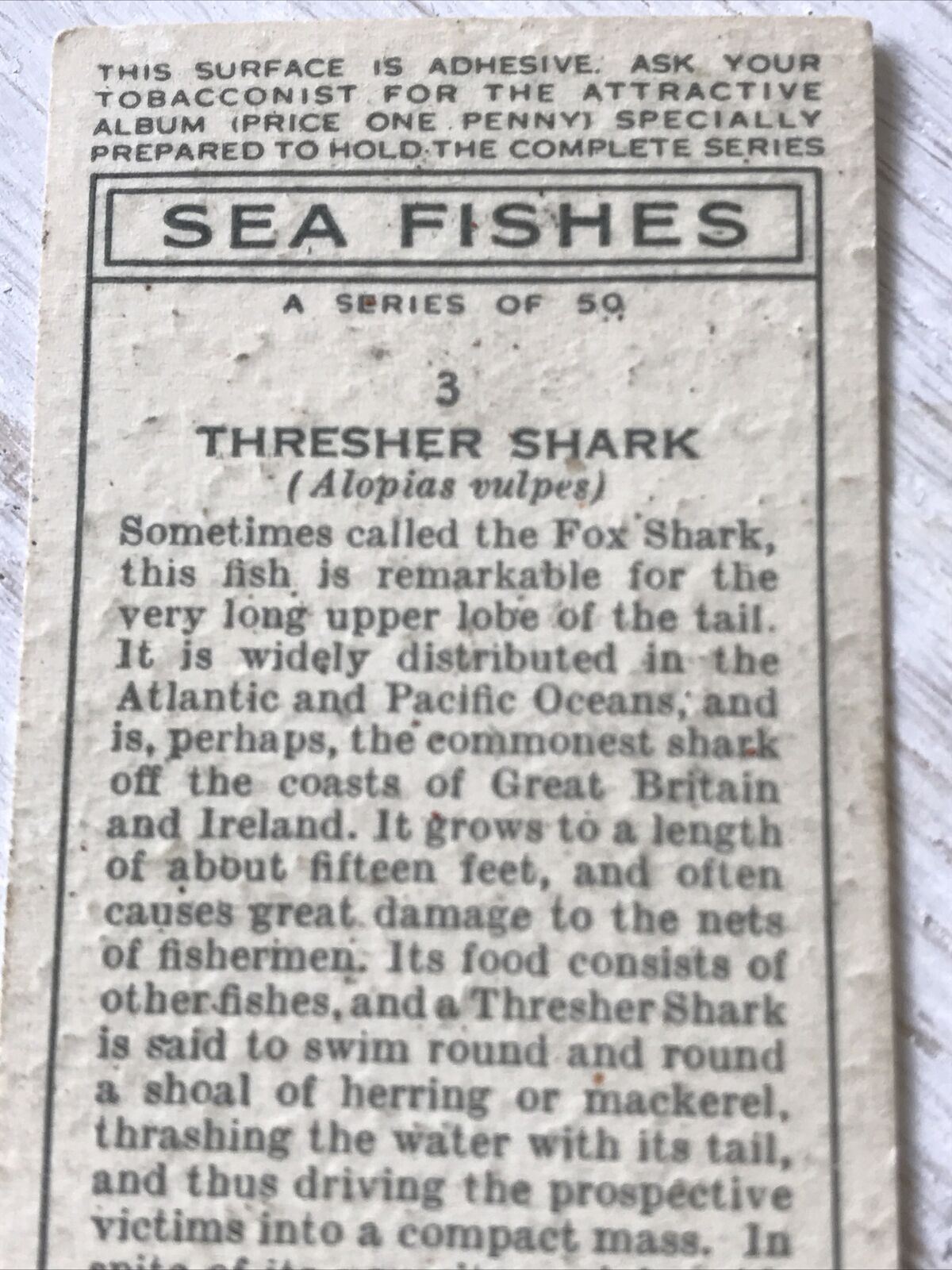 Players Cigarettes Card Sea Fishes 3 Thresher Shark Fox Shark Vintage