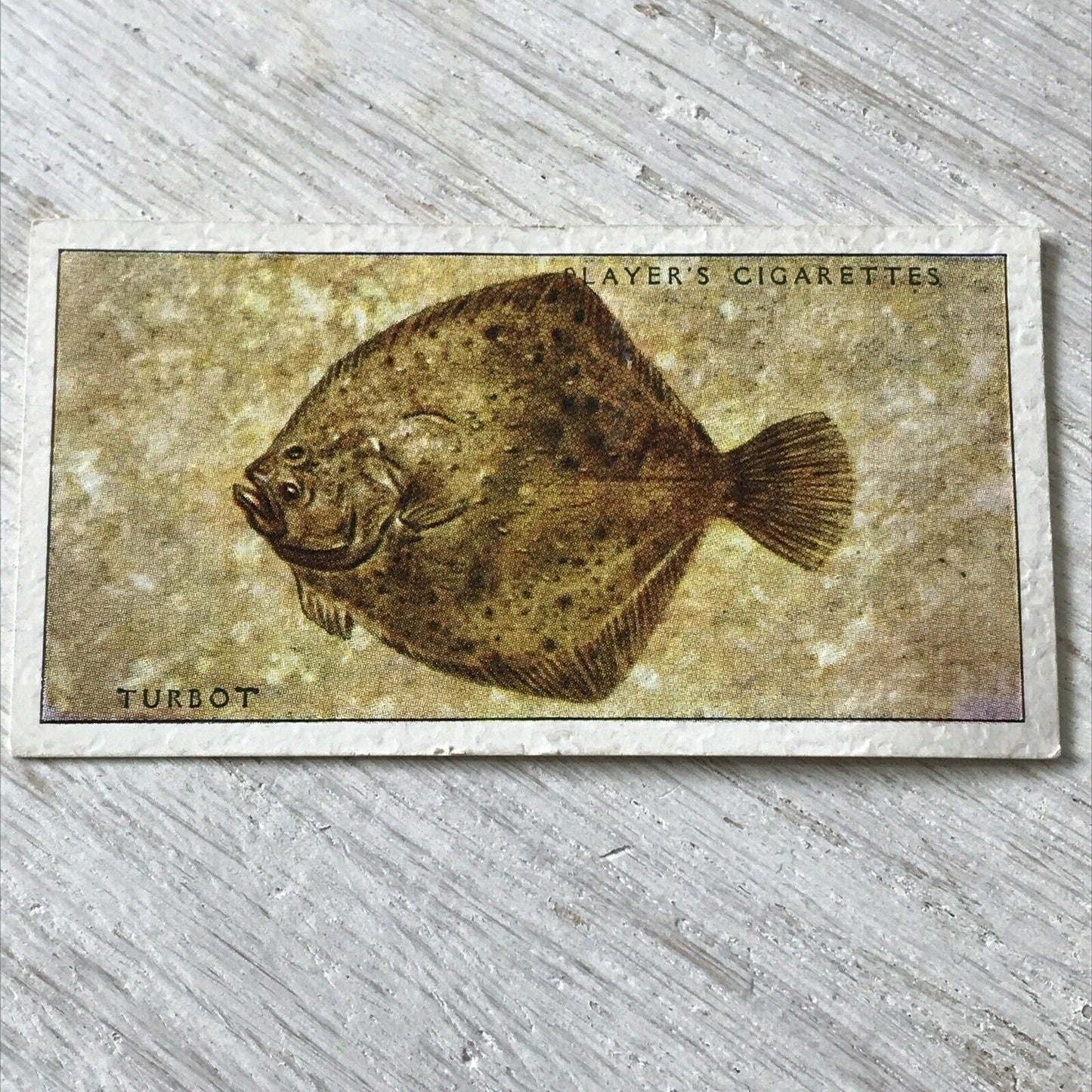 Players Cigarettes Card Sea Fishes 42 Turbot. Vintage Card. Fish