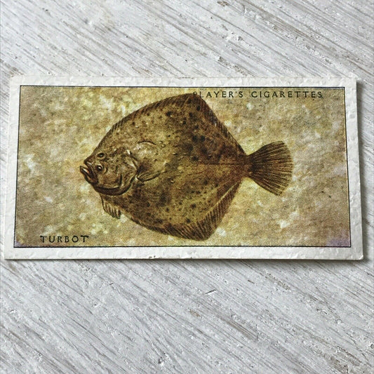 Players Cigarettes Card Sea Fishes 42 Turbot. Vintage Card. Fish