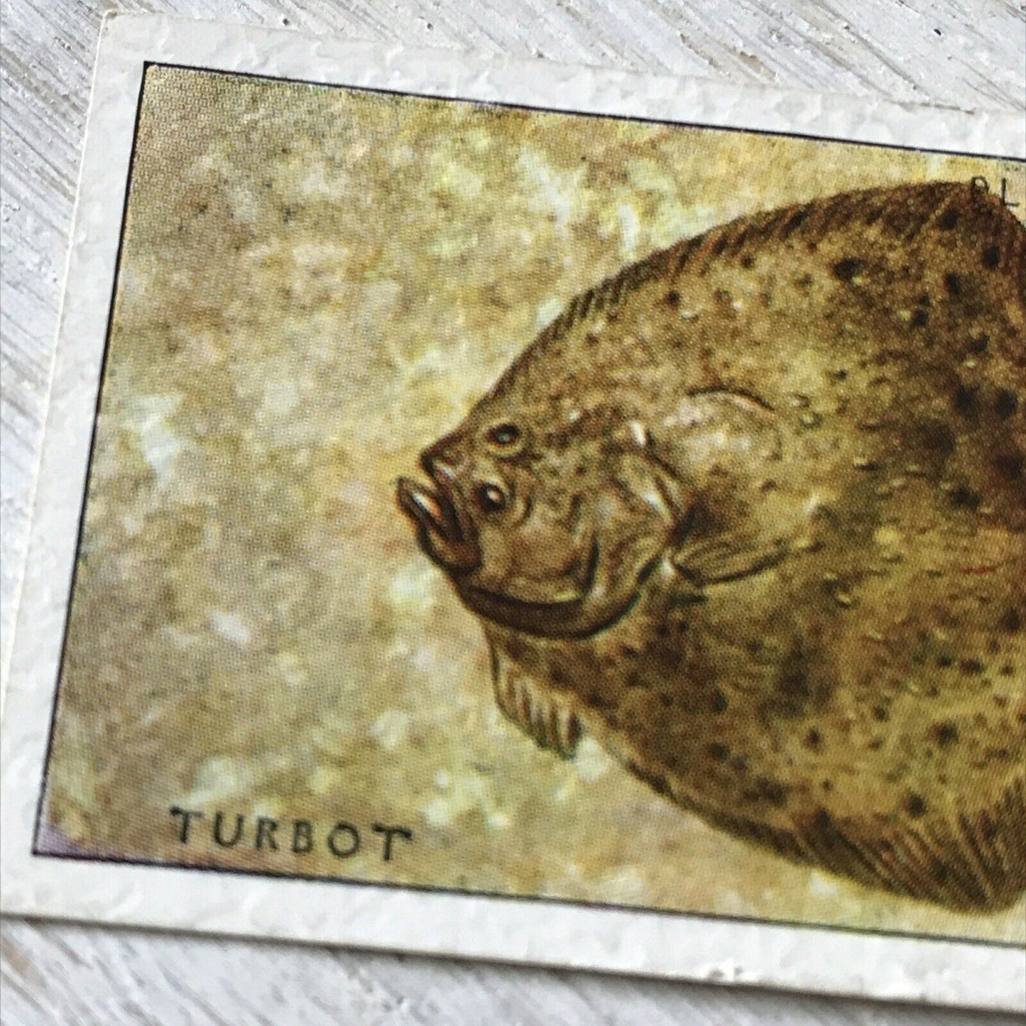 Players Cigarettes Card Sea Fishes 42 Turbot. Vintage Card. Fish