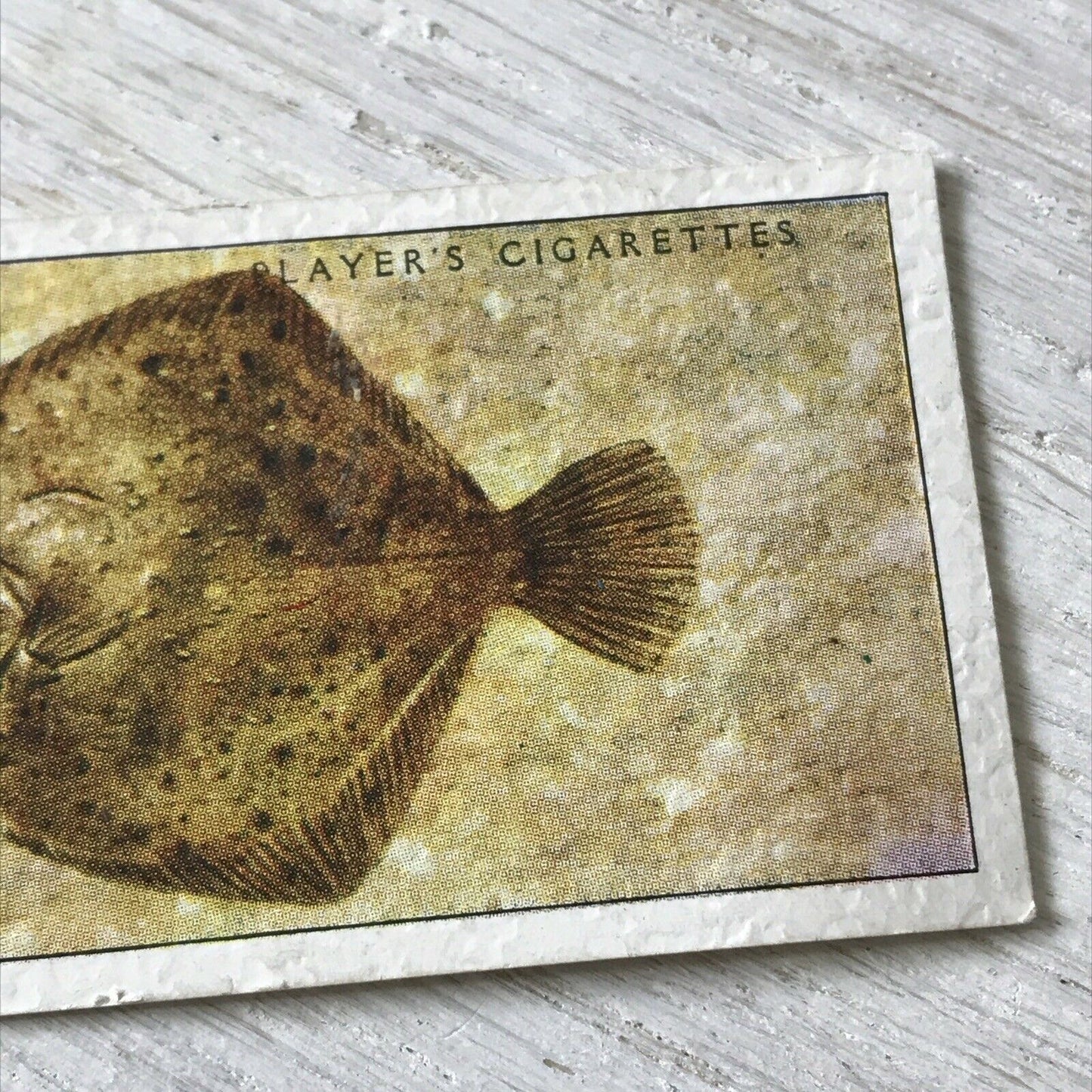 Players Cigarettes Card Sea Fishes 42 Turbot. Vintage Card. Fish