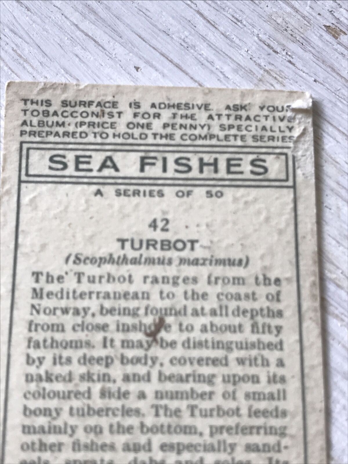 Players Cigarettes Card Sea Fishes 42 Turbot. Vintage Card. Fish