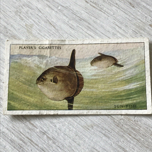 Players Cigarettes Card Sea Fishes 49 Sun-fish Vintage DAMAGED