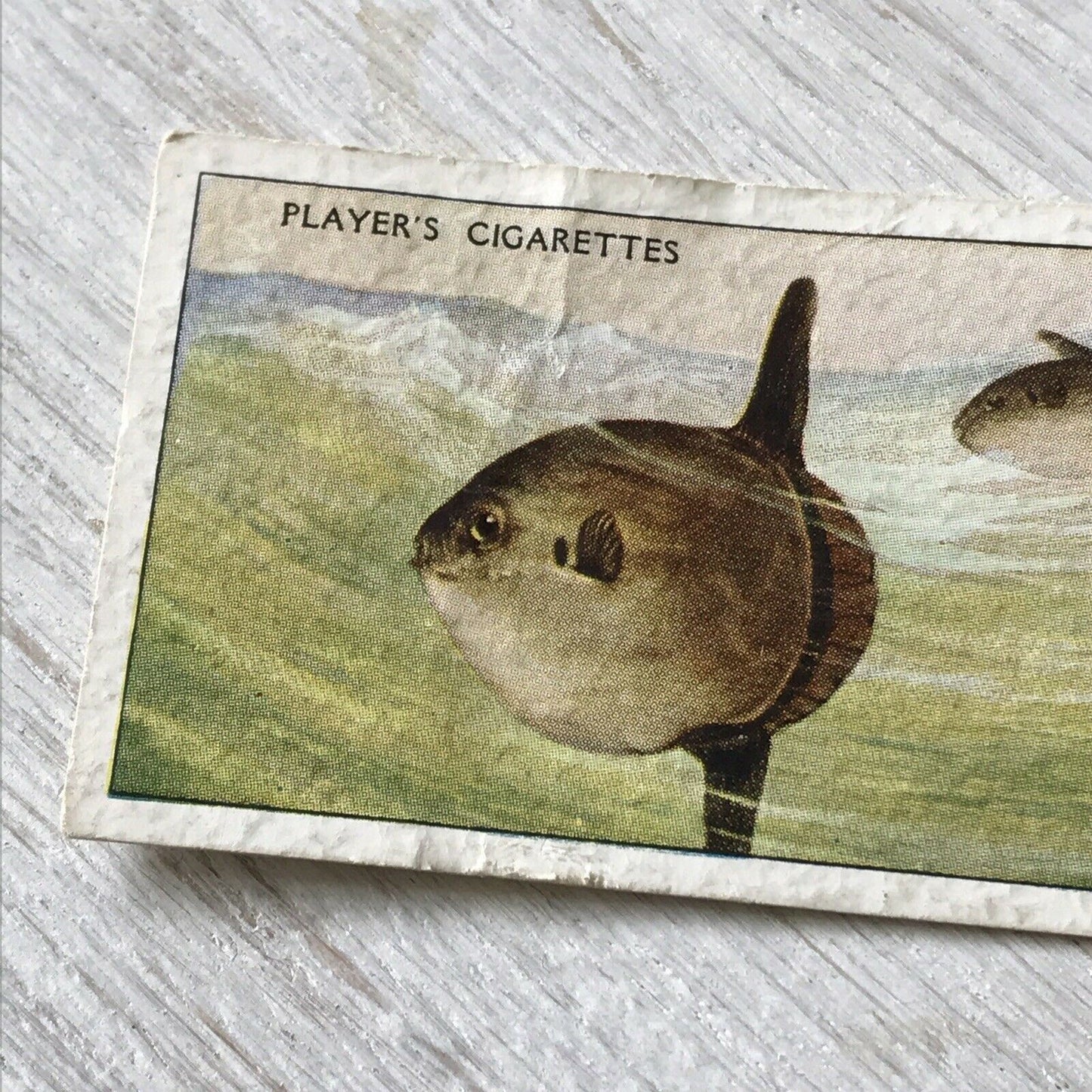 Players Cigarettes Card Sea Fishes 49 Sun-fish Vintage DAMAGED