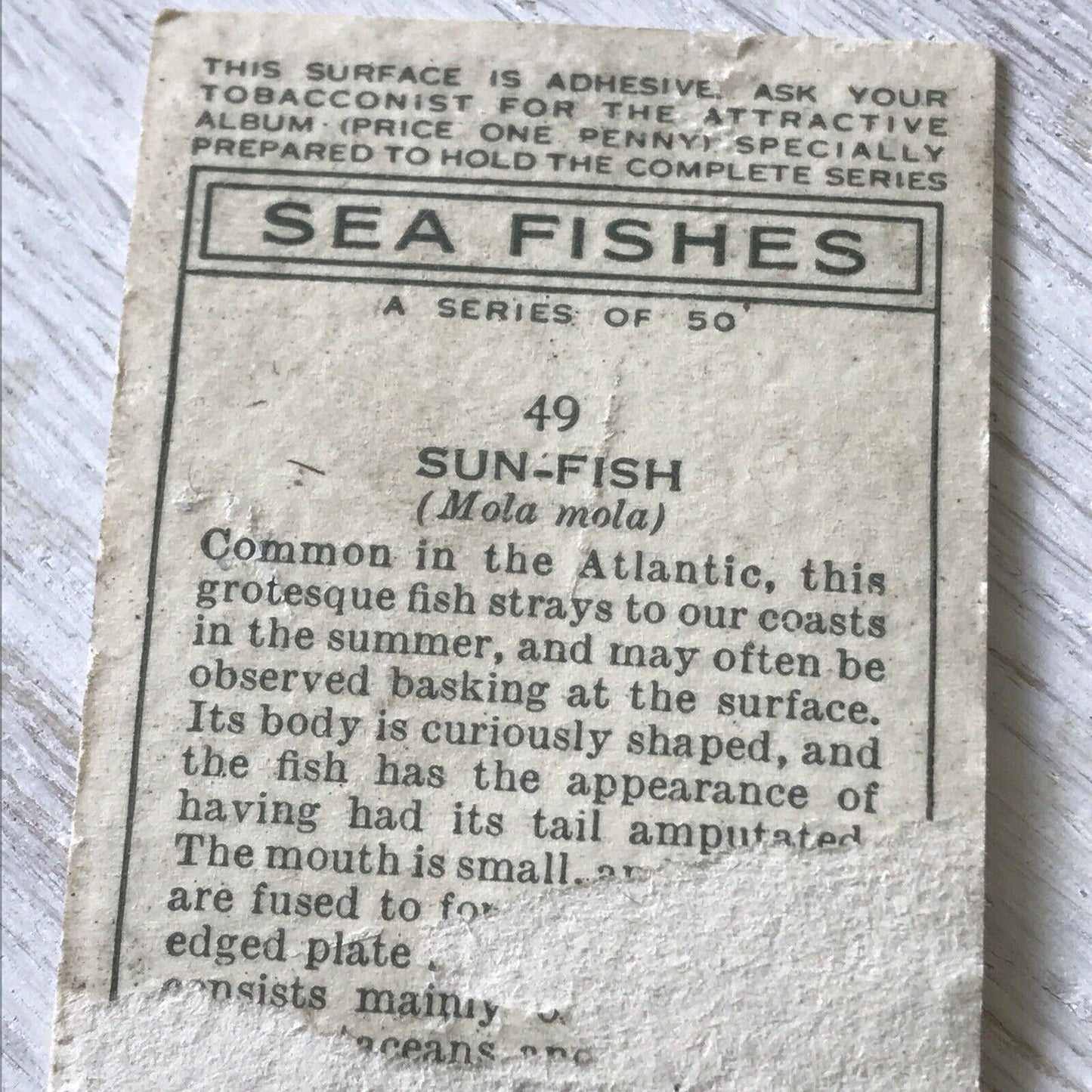 Players Cigarettes Card Sea Fishes 49 Sun-fish Vintage DAMAGED