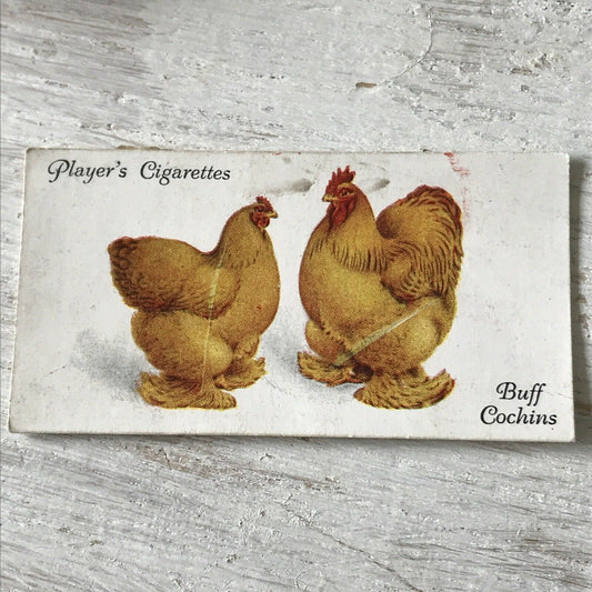 Players Cigarette Card Poultry No.8 Buff Cochins Hens 1931 1930s Vintage