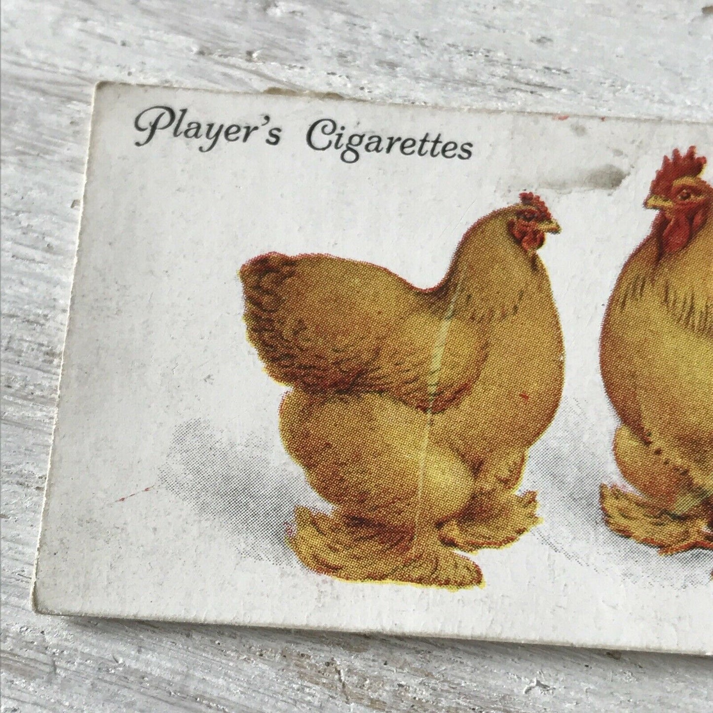 Players Cigarette Card Poultry No.8 Buff Cochins Hens 1931 1930s Vintage