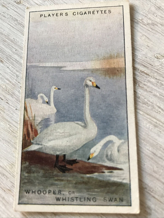 Players Cigarette Card Game Birds & Wild Fowl. 47 Whooper Whistling Swan Vintage