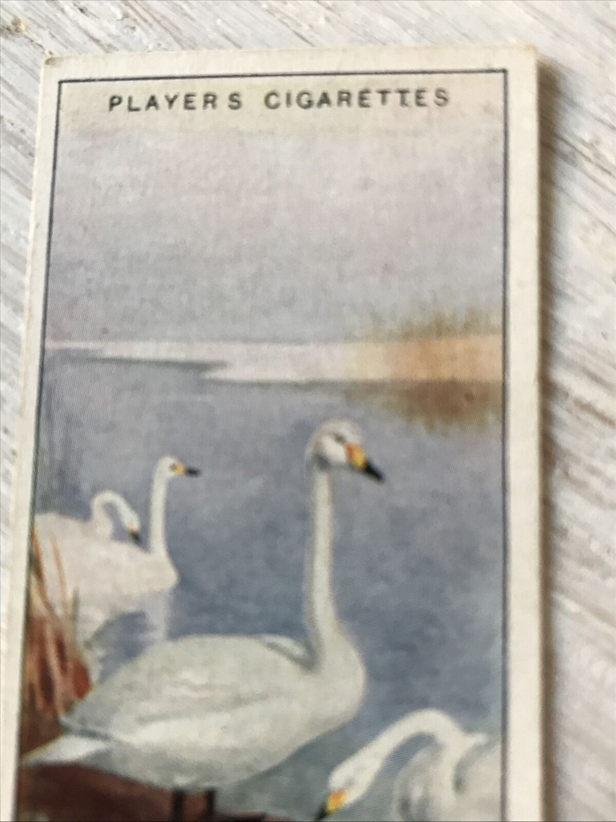 Players Cigarette Card Game Birds & Wild Fowl. 47 Whooper Whistling Swan Vintage