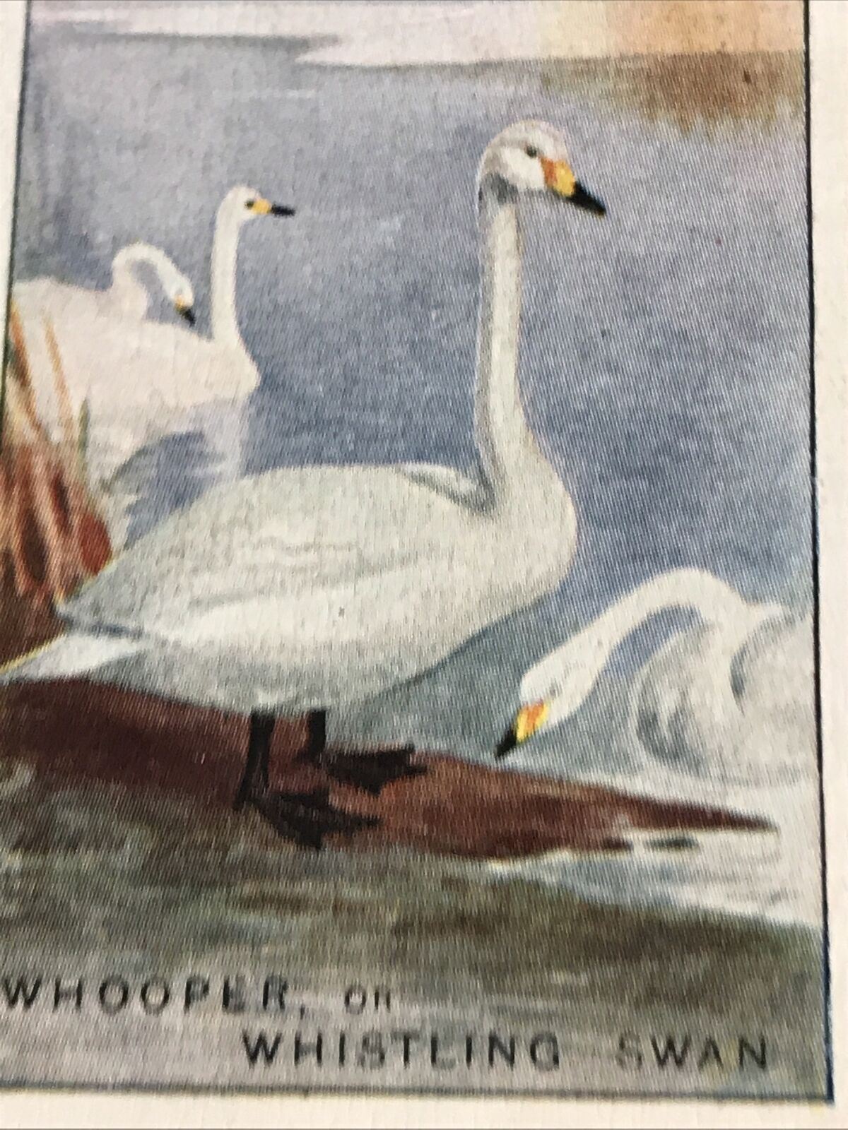 Players Cigarette Card Game Birds & Wild Fowl. 47 Whooper Whistling Swan Vintage