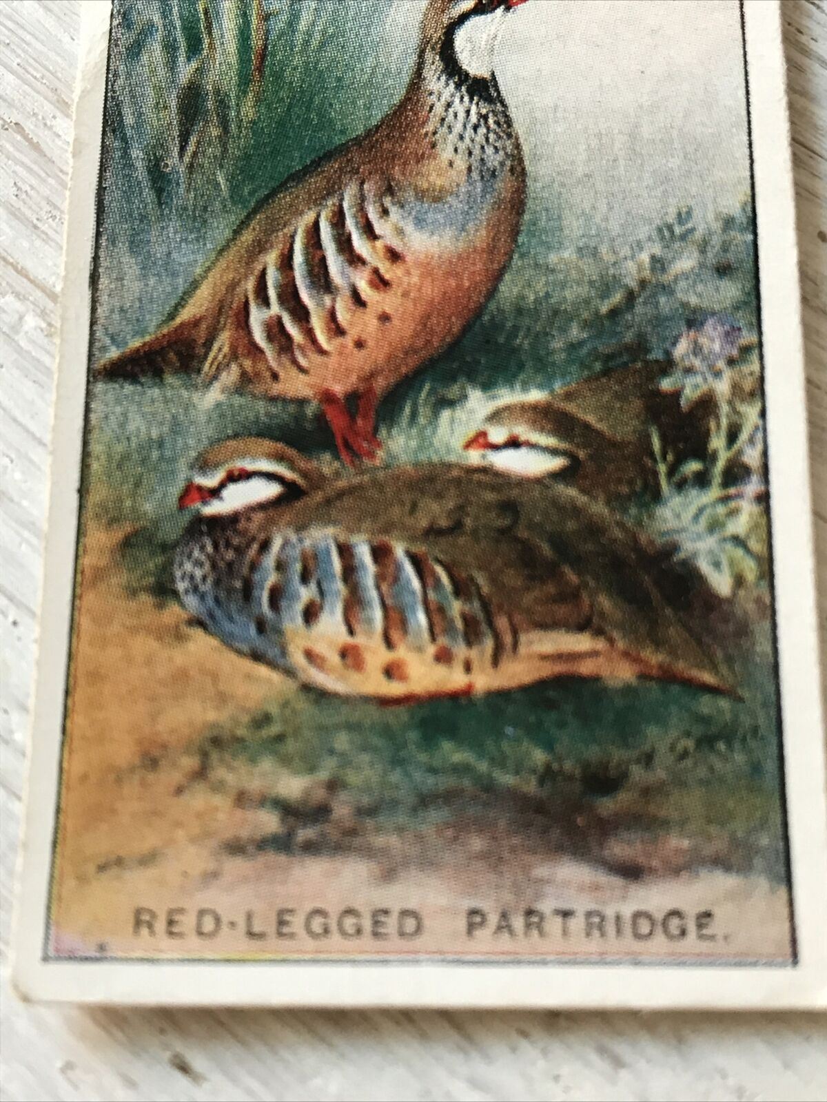 Players Cigarette Card Game Birds & Wild Fowl. 27 Red Legged Partridge Vintage