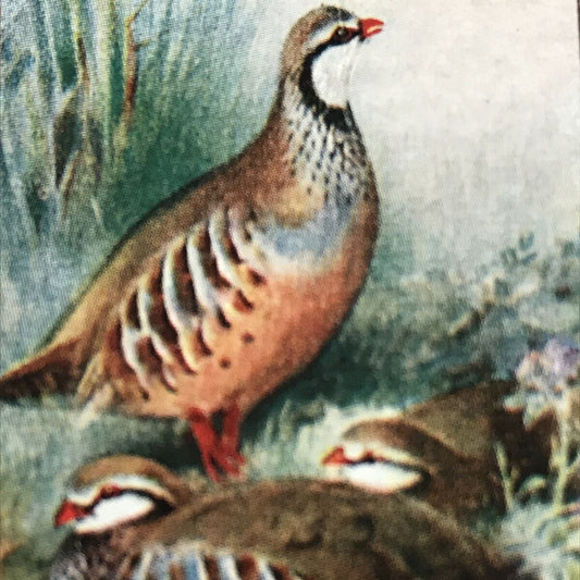 Players Cigarette Card - Game Birds & Wild Fowl - No.27 - Red Legged Partridge - Vintage
